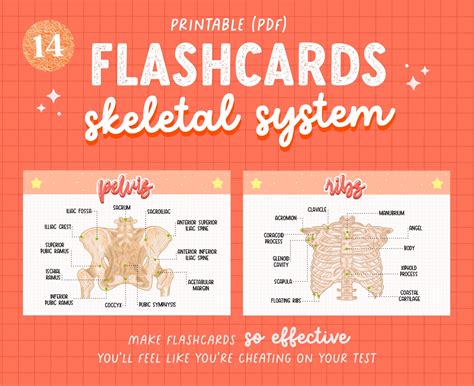 skeletal system flashcards with pictures